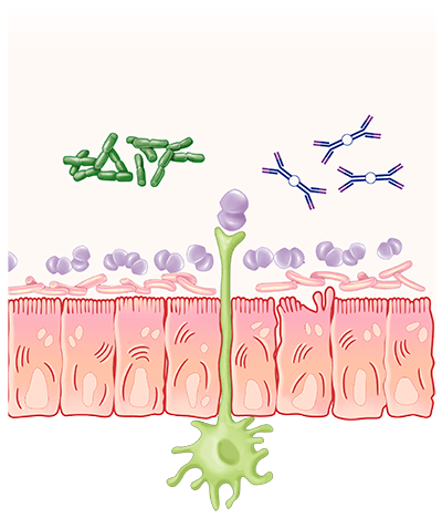 cellule immunitarie intestinali