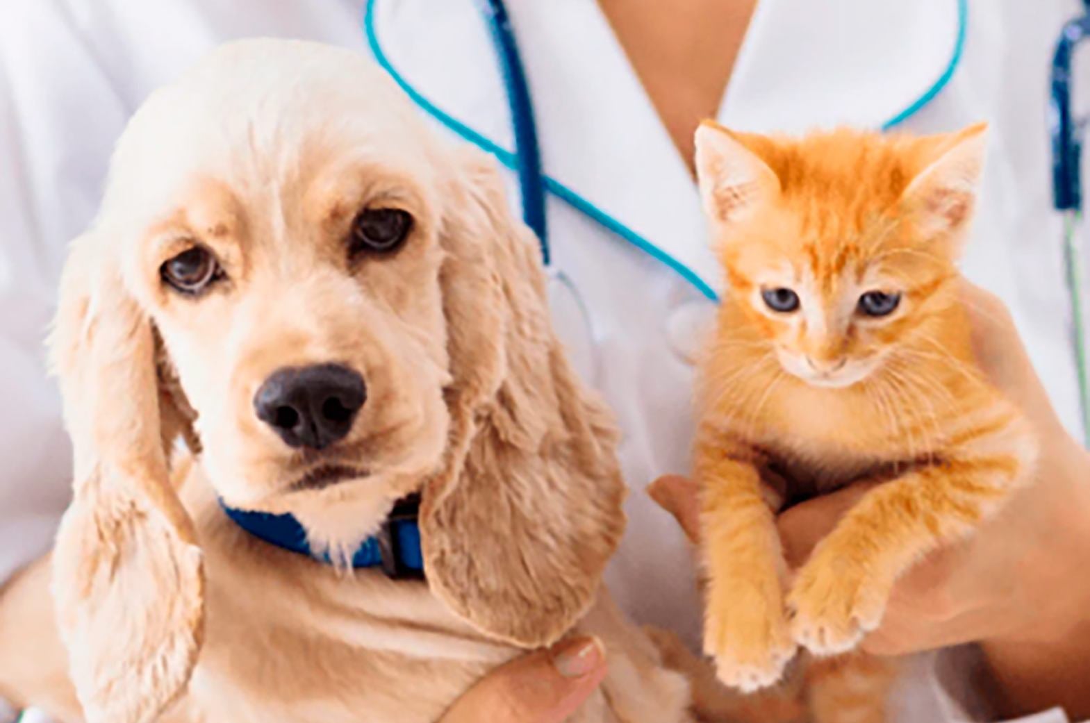 Il nuovo portale d’acquisto dedicato ai MEDICI VETERINARI