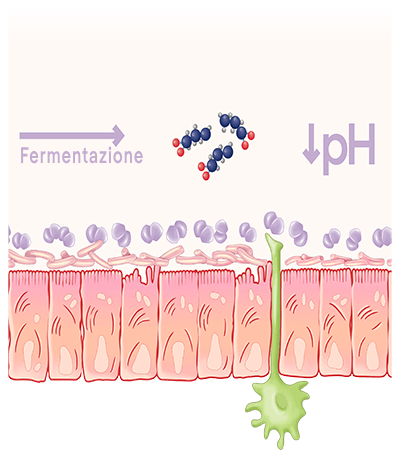 fermentazione