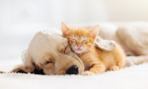 Differenze metaboliche tra cani di taglia diversa
