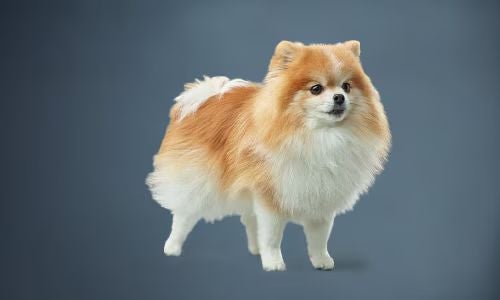 Perché scegliere un alimento per cani di piccola taglia