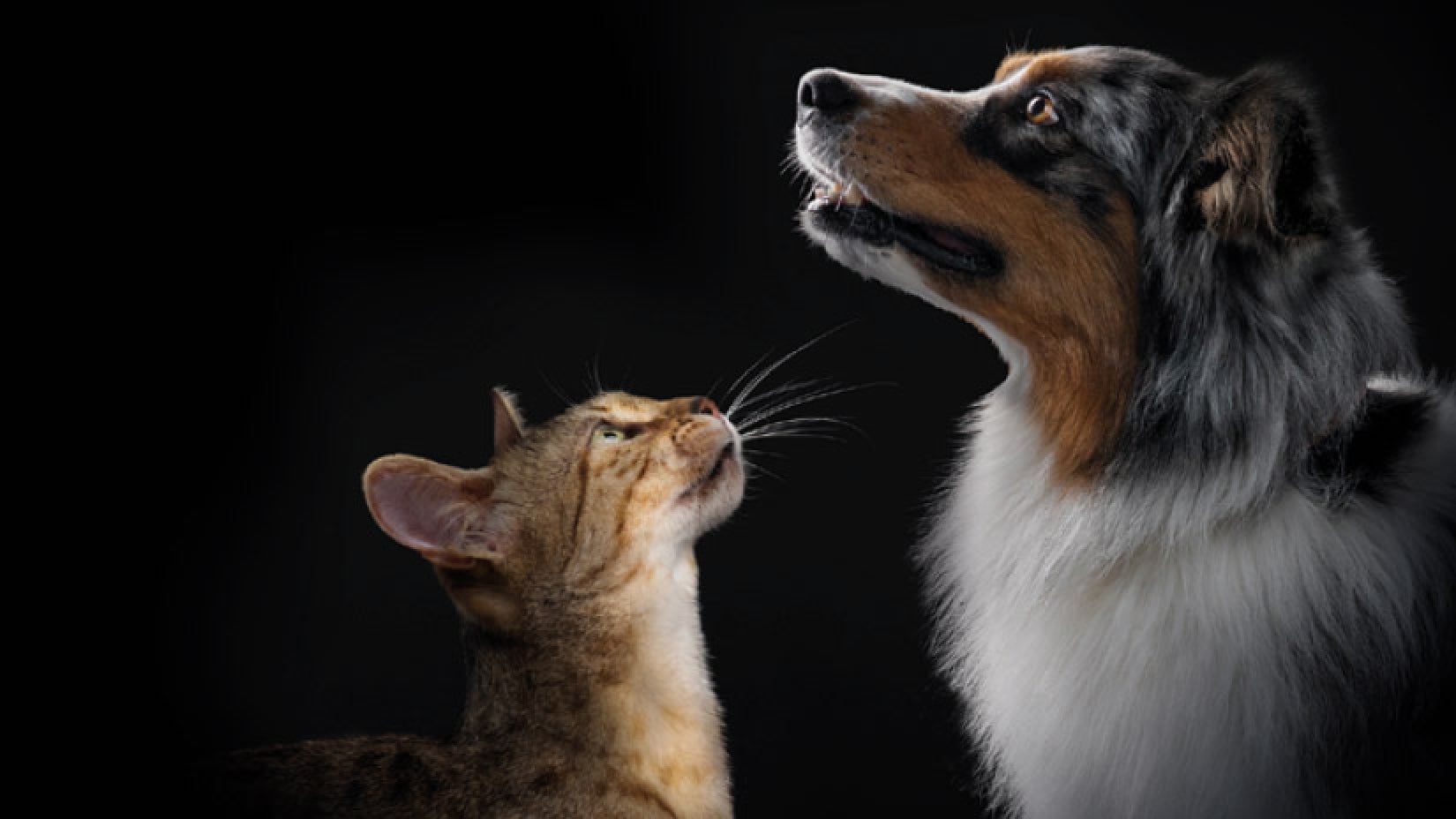 Scopri l'intera gamma di prodotti PRO PLAN®