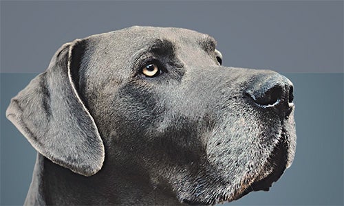 Trigliceridi a media catena (MCTs) negli alimenti per animali