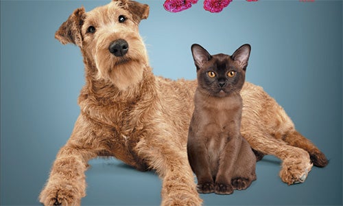 Prebiotici: effetti sulla salute gastrointestinale e dell'ospite 