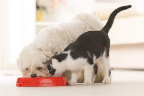 Fundamentals of nutrition