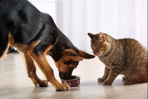 Factors influencing cats´ and dogs´ nutritional needs