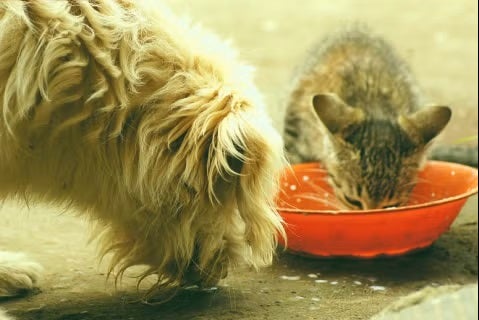 Salute e nutrizione della pelle del cane e del gatto