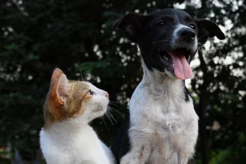 Gestione dietetica della malattia digestiva felina e canina
