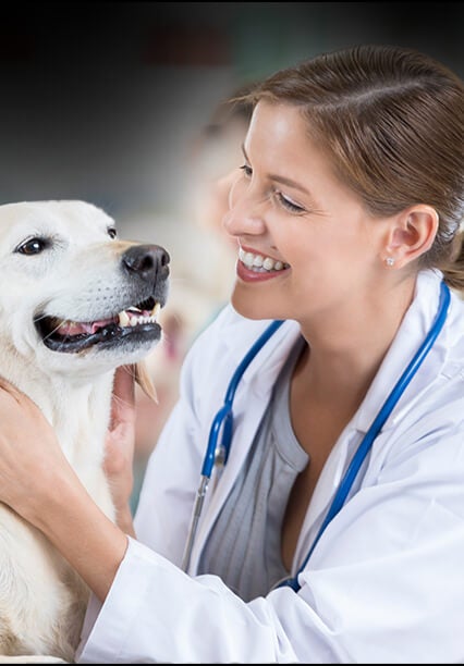 Collaborare come veterinari – Laura Woodward