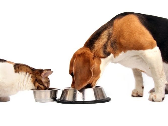 An investigation of the relationship between caloric intake and outcome in hospitalized dogs