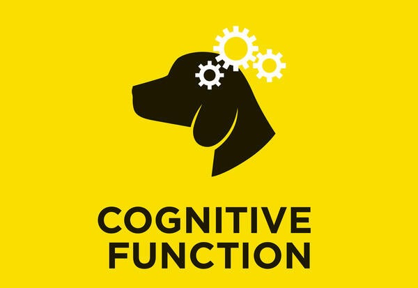 Funzione cognitiva