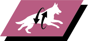 Support healthy joints and active lifestyle