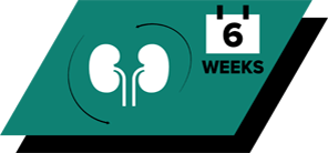 Scientifically developed to promote healthy kidneys thanks to a positive change in oxidative parameters observed after 6 weeks 2