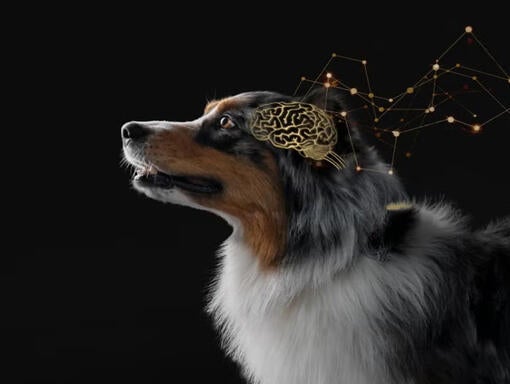 Metodo di valutazione della conizione cognitiva del cane