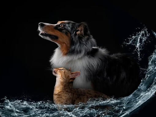 Calcolatore del consumo di acqua per cani e gatti