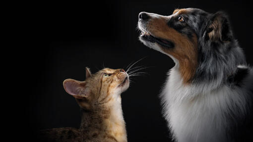 Scopri l'intera gamma di prodotti PRO PLAN®