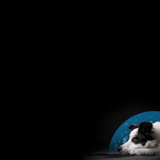 Calming Care Symposium 2026