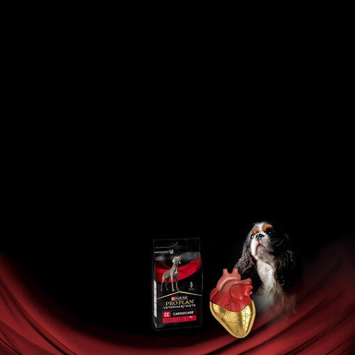 Cane e prodotto Purina Pro Plan CardioCare con cuore anatomico su sfondo nero e rosso